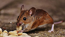 24 Hour & Emergency Exterminators in Mesquite, NV